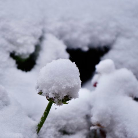 Snowfall covering some flowers and plants in sections of a garden.