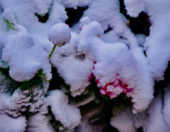 Snowfall covers flowers and plants in a corner of a garden.