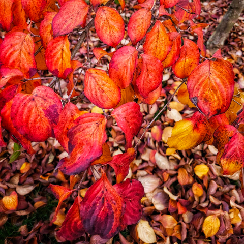 A branch of brilliantly colored dogwood tree leaves fills the frame with oval heavily veined leaves in shades of orange, red, yellow and purple. The leaves are usually bordered in red or red and purple, and fade through orange to yellow around the main vein. There are a couple of yellow leaves off to the right,  and you can peek at  the ground littered with brown leaves in the interstices.
