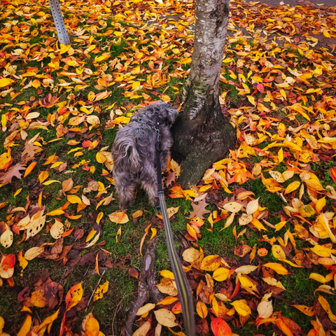 Monty the gray shih tzu sniffs at the mossy base of a tree in a lawn full of yellow, brown, orange and red  leaves.