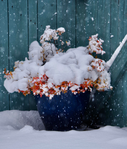 Snow falls on Fall colours in a corner pot on deck.