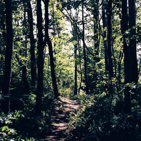 A path through a forest. Sunshine through the trees. Dappled sunlight on the ground.