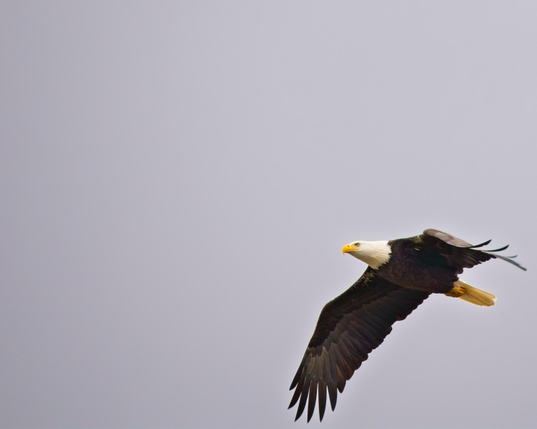 An adult Bald Eagle flies right-to-left across a featureless grey sky