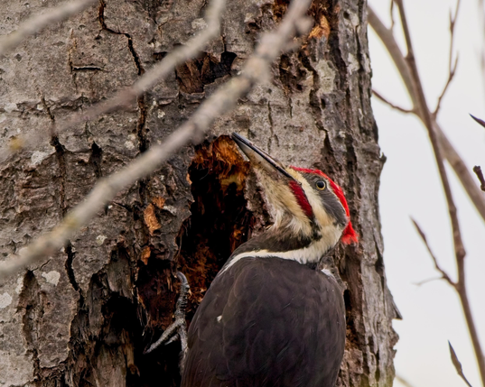 A Pileated Woodpecker with its exceptionally brilliant red crest, clings to a tree it has been working at to give the camera some side-eye