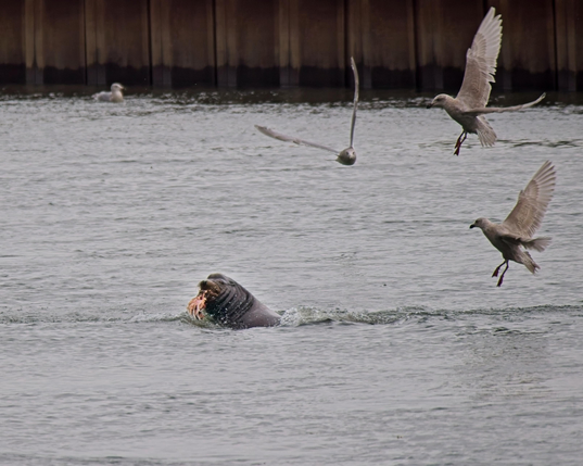 A seal has caught a salmon. Said salmon is being violently rendered into smaller pieces of salmon. Seen here are the head and "shoulders" of the seal and a large remnant of fish. Multiple seagulls (here we see three) dive in to claim this messy eaters leftovers. What is not seen here is the squawk one of them made when it got hit in the face with a chunk of fish that weighed as much as it did.