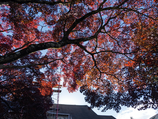 The deep red leaves of a tree against a blue sky