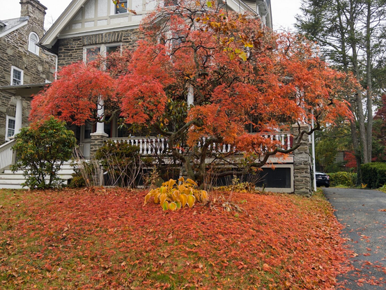 Orangey yellow leaves of a tree in front of a stately stone house