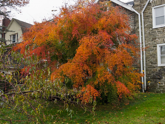 orangey yellow leaves of a different tree in front of a stately stone house
