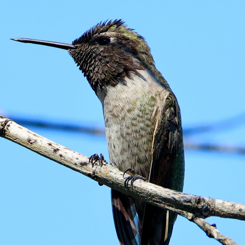 Close up of hummingbird on branch