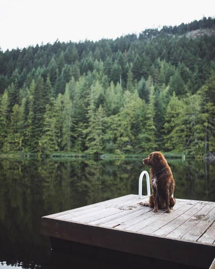 A dog on a  pier, surrounded by young green forest.