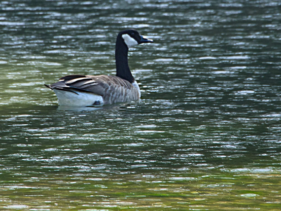 A Canada goose floating across water dappled by light and wind.