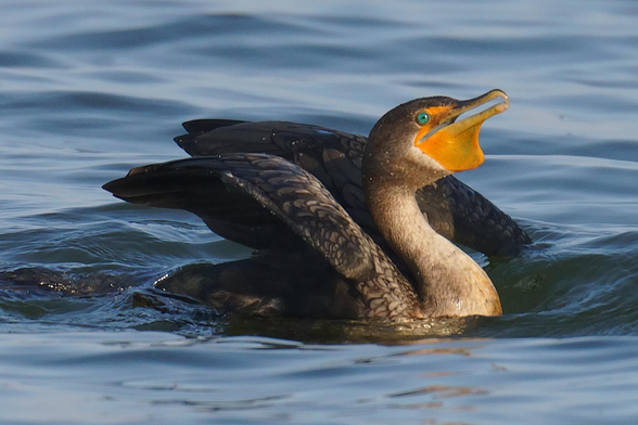 A Double-crested Cormorant on sunlit water is beginning to lift its wings in flight.