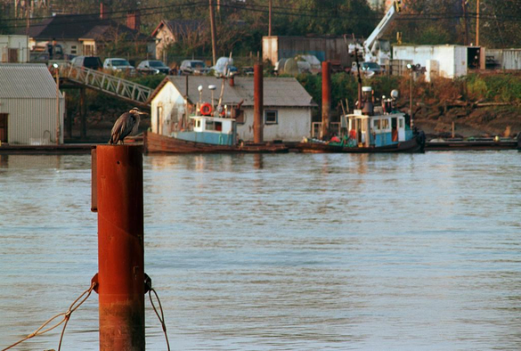 A heron on a pole in the Fraser River. In the background some smaller "woking boats." 

Kodak Ektar 100
Nikon Nikkor 200mm f4.0 AI-S
Nikon TC-14A teleconverter. 
Nikon FA
