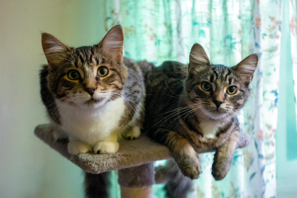 Your Daily Dose of Fluff - Partners in Crime Edition 🐾

A new photograph captured this evening of Snickers (left) and Rumour (right)!  