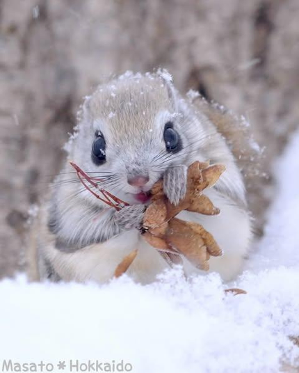 japanese flying squrrell holding dry leaf in the snow