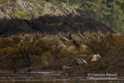 A rocky islet partially covered in kelp that is visible because the tide was low when I took this photo. There is some short grass on top of the islet. Harbour seals are lounging on the islet and close to the water. They are about the same colour: light brown and dark brown. 
The sea looks dark because of the reflection of the islet and there is some kelp on the surface. There is a sea otter resting on its back in the sea and near the rocky islet. 