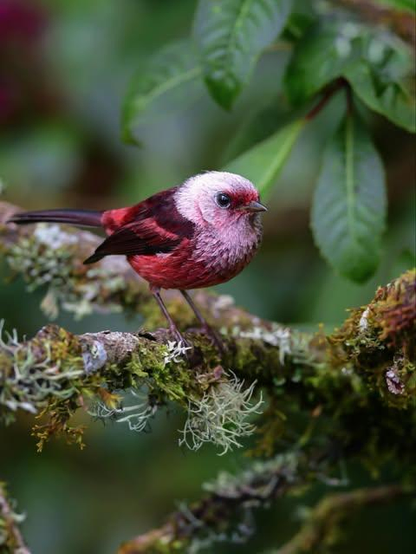 pink headed warbler on a branch