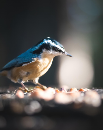 A red-breasted nuthatch stands atop a tree stump in the forests of Vancouver Island.