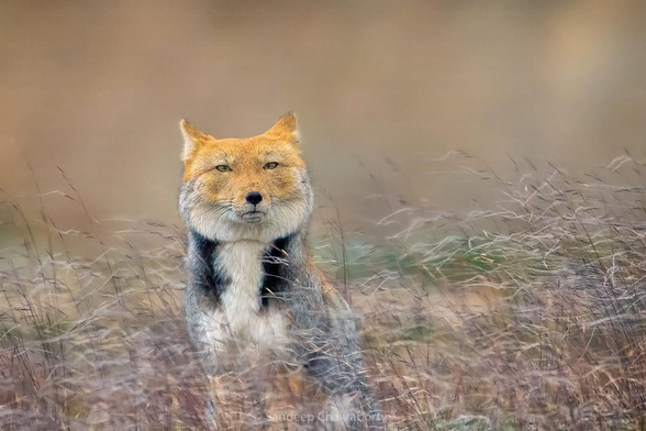 Vulpes ferrilata, also called the "sand fox of Tibet".
It is found in Tibet and Mongolia at altitudes generally between 2500 and 5,300 m.