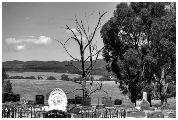 A black and white photograph capturing a section of the Wirrabara Cemetery with a vast landscape background. In the foreground, numerous headstones are visible behind a low, decorative iron fence. A central dead, bare branched tree stands starkly against the sky and a rolling field. To the right, a large, dark, healthy gum tree provides a contrast in foliage. The background features expansive, flat fields leading up to low, hilly ridges beneath a partly cloudy sky.