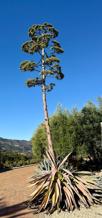 Agave spike with withered base