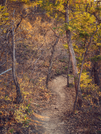 Narrow dirt trail winding downhill through a dry autumn woodland, carpeted with brown leaves and flanked by slender, twisted trees. Warm golden light filters through sparse green pine boughs and yellow shrubs, casting soft shadows along the path.