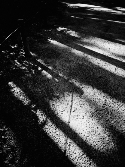 Long, deep shadows cast by fence posts, rope and foliage fall across a sandy path. Sunlight catches the edge of the posts and rope and lights the way forward like a very uneven zebra crossing.