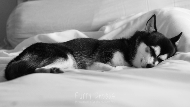 A klee kai dog sleeps peacefully on a bed.