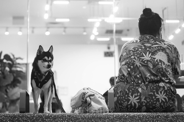 A klee kai dog stands watch next to a bag and her owner on a stone bench. The lady owner is sitting  facing away from the camera while the dog appears to be looking at something behind the camera right. 