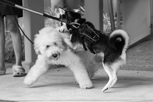 A klee kai dog playfully jumps up on a golden doodle dog trying to initiate play. 