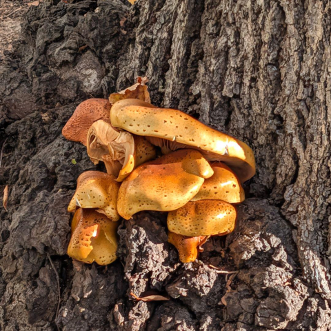 A cluster of orange-yellow mushrooms grows from the rough, dark bark of a tree trunk. The fungi appear layered and slightly spotted, their warm tones contrasting with the textured, rugged surface of the wood.
