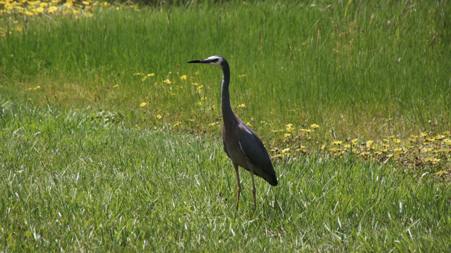 A white-faced heron standing in medium length grass with yellow capeweed flowers in the background