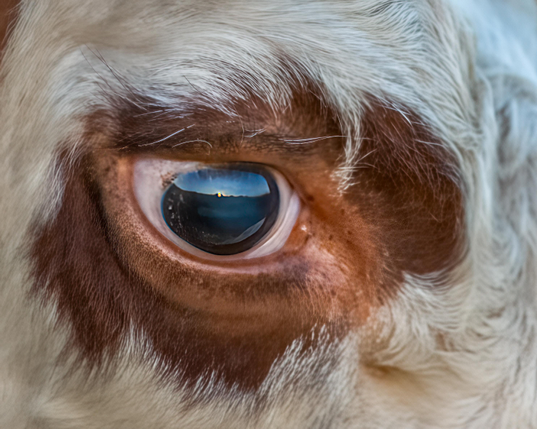 A macro photograph of the eye of a cow, surrounded by the brown and white hair of the animal. The setting sun can be seen reflected in the eye. 
