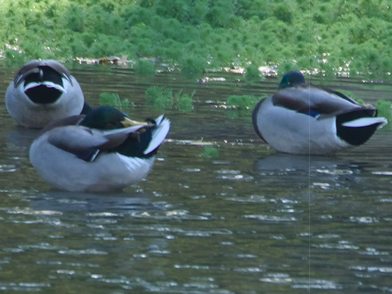 Three mallards napping where the water gets shallow.