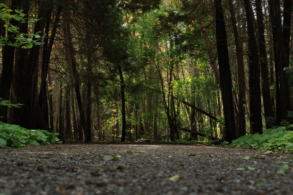 This photo was taken on an accessible hiking trail with the camera held very low to the trail surface. The foreground of the photo shows gravel trail with lower green vegetation on each side. Evergreen trees can be seen in the background, filling the entire frame from side to side. There is a backlighting effect which accentuates the green of the trees. 