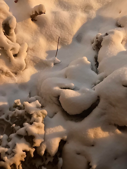 Snow-covered soft shadows over branches, plants, and flowers illuminated in a warm lamppost’s night.