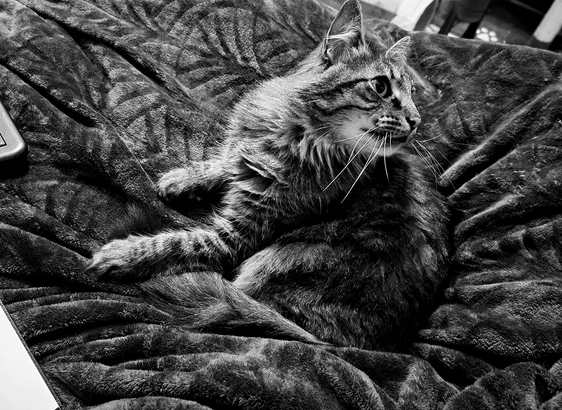Black and white photo of a fluffy tabby cat named Ronan, lying curled up on a plush, patterned blanket. Ronan is centered and looking to the right. His fur is thick and textured. The blanket has a slightly rippled surface. Light falls on Ronan's face and fur, highlighting details like its whiskers and patterns.