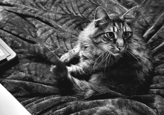 A black and white photo of a long-haired tabby cat named Ronan curled up on a soft, plush blanket.  Ronan has thick fur with visible stripes. His eyes are partially open, and long whiskers extend from his face. The corner of a "Lenovo" laptop is visible in the lower left, along with an open sketchbook, and the blanket provides a comfortable background.