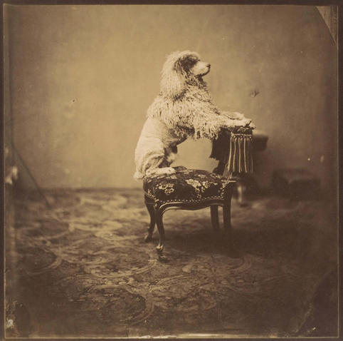 Empress Eugénie's Poodle
Salted paper print from collodion glass negative, 20.7 x 20.8 cm, by André-Adolphe Disdéri, 1850s
The Metropolitan Museum of Art, New York