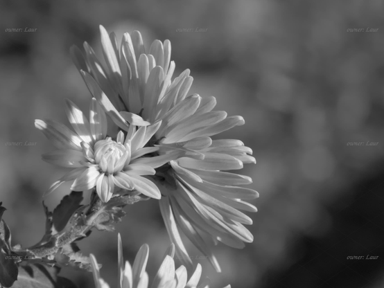 Flowers, closeup, black and white, photo