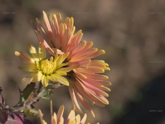Flowers, closeup, color, photo