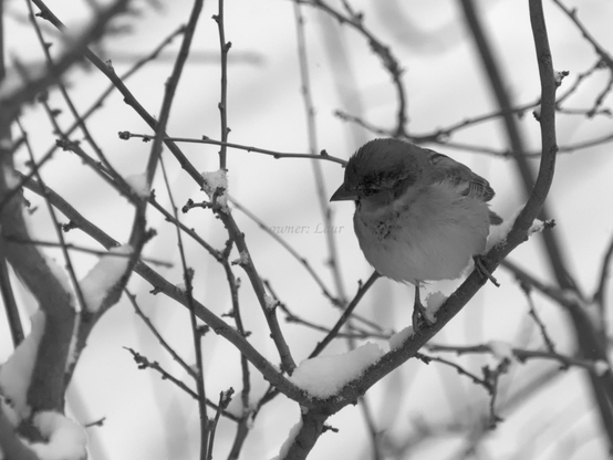 Bird, closeup, black and white, photo