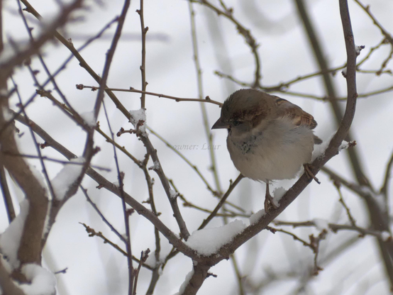 Bird, closeup, color, photo