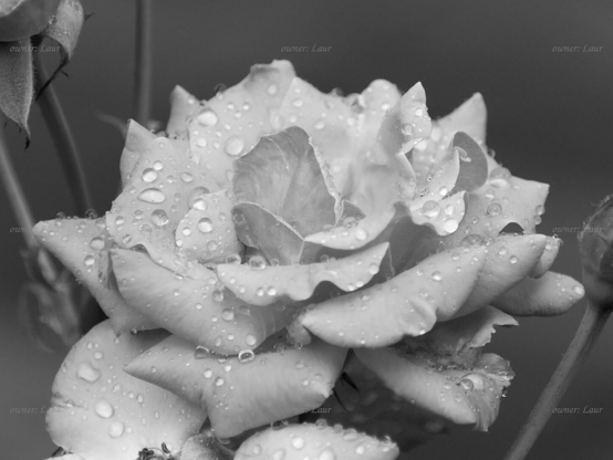 Rose, drops, closeup, black and white, photo