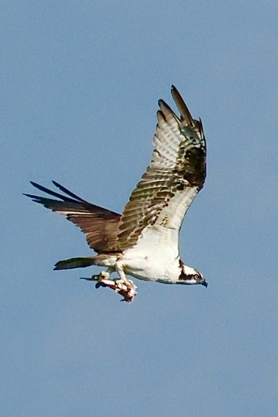 a dramatic brown and white raptor with bright eyes in flight, with a fish in its talons.