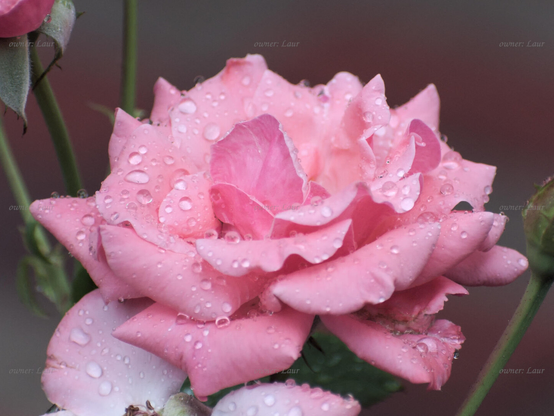 Rose, drops, closeup, color, photo