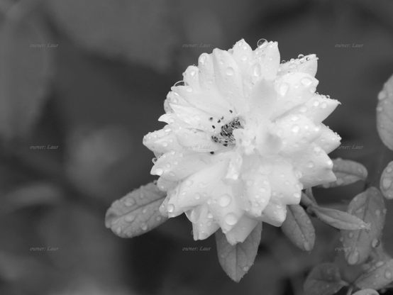 Rose, drops, closeup, black and white, photo