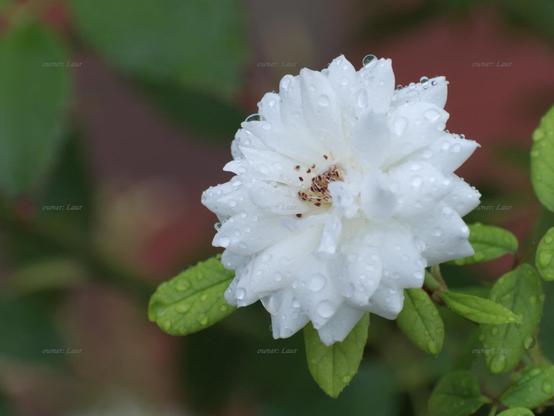 Rose, drops, closeup, color, photo