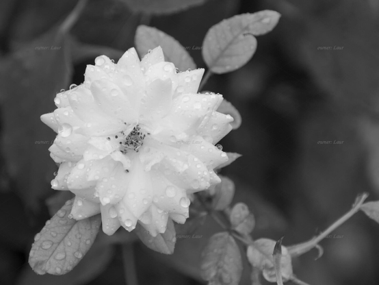 Rose, drops, closeup, black and white, photo