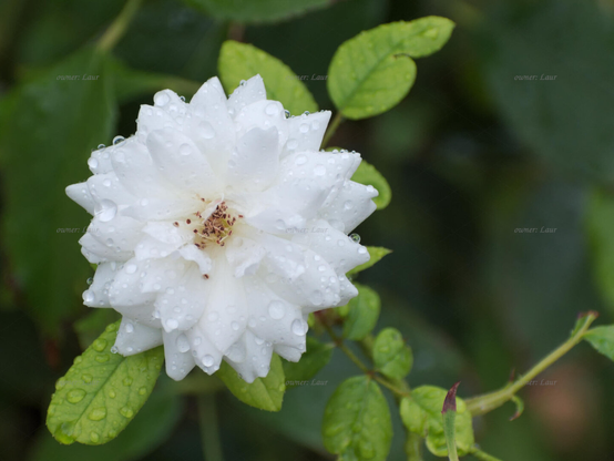 Rose, drops, closeup, color, photo